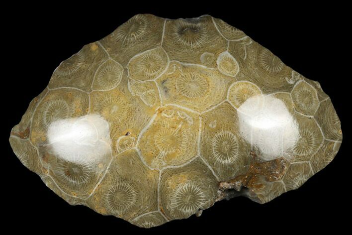 Polished Fossil Coral (Actinocyathus) Head - Morocco #182483